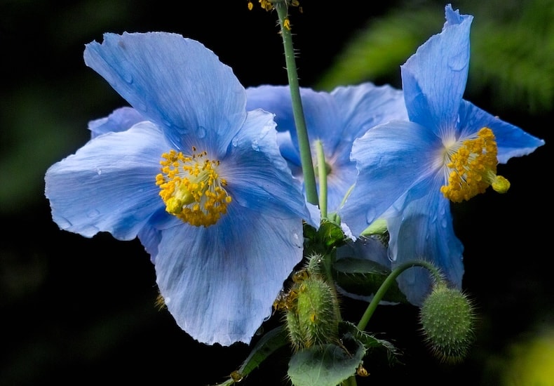 Blue poppies with yellow centres