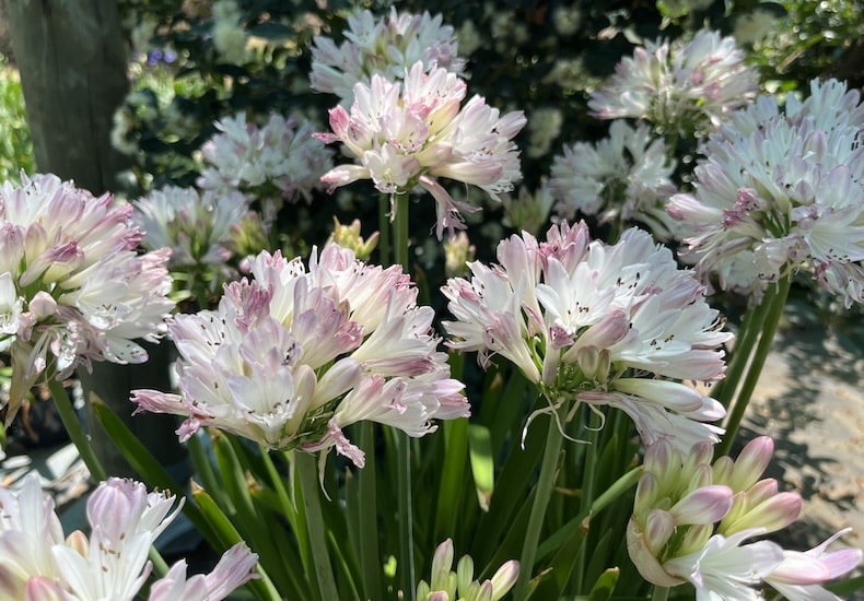 Agapanthus 'Blush Pink' from THompson & Morgan