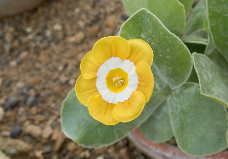 perfect petals of auricula flower