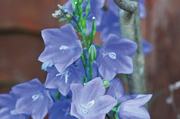 campanula