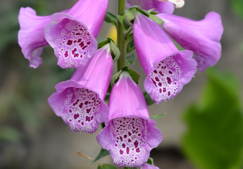 Group of foxgloves in a sunny garden