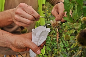 collecting seeds