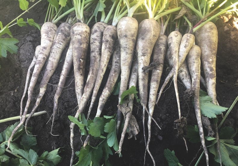 Collection of white parsnips