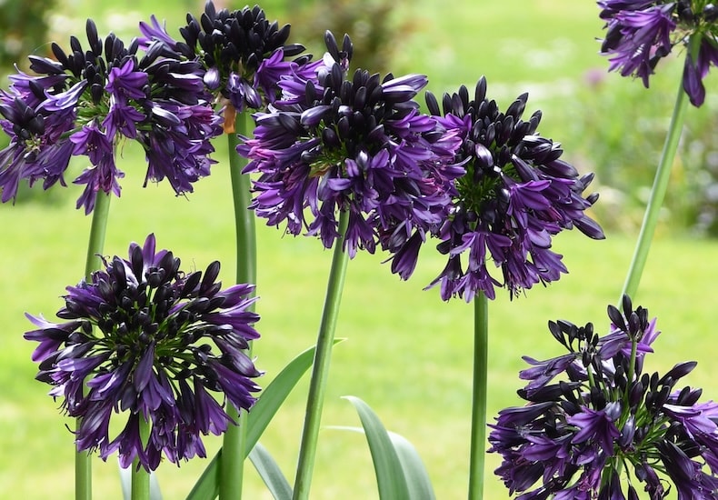 Agapanthus 'Black Jack' from THompson & Morgan
