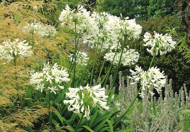Agapanthus 'Polar Ice' from THompson & Morgan
