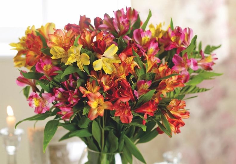 alstroemeria garden hybrids