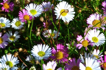 daisies