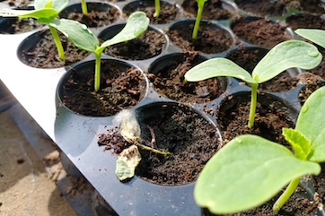 damping off disease