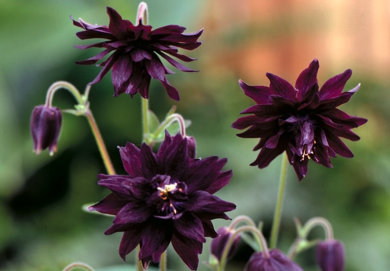 Group of dark purple aquilegias