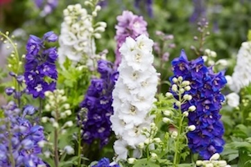 delphiniums