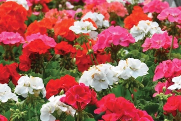 geranium grown from seed