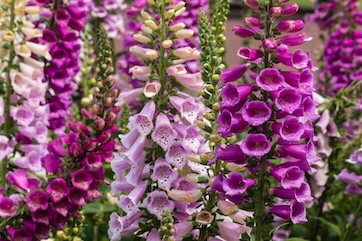 foxgloves