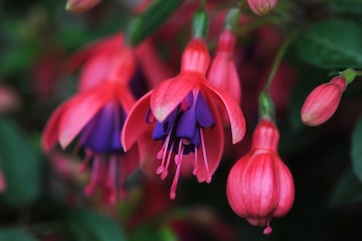 fuchsia