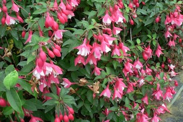 fuchsia