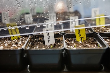 germinating effect of light