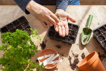 germinating pricking out
