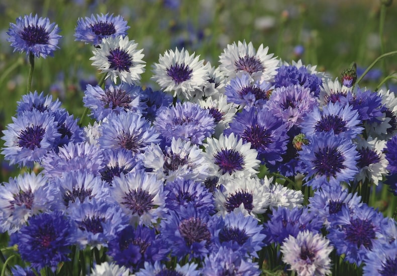 Group of blue and white cornflowers