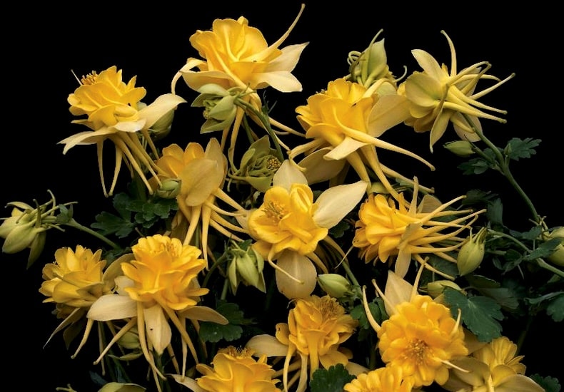 Group of bright yellow aquilegias