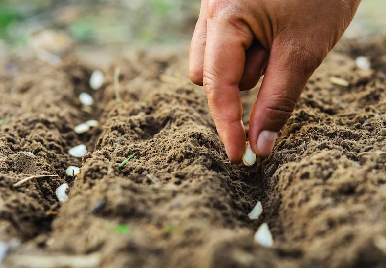 Hand direct sowing seeds in drills