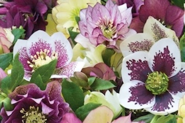 hellebore