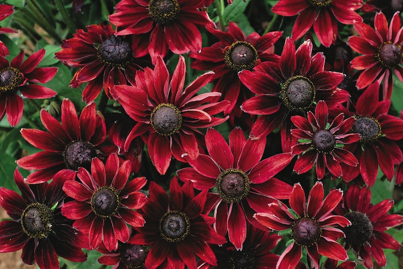 rudbeckia cherry brandy