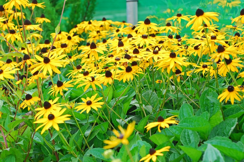 rudbeckia goldturm
