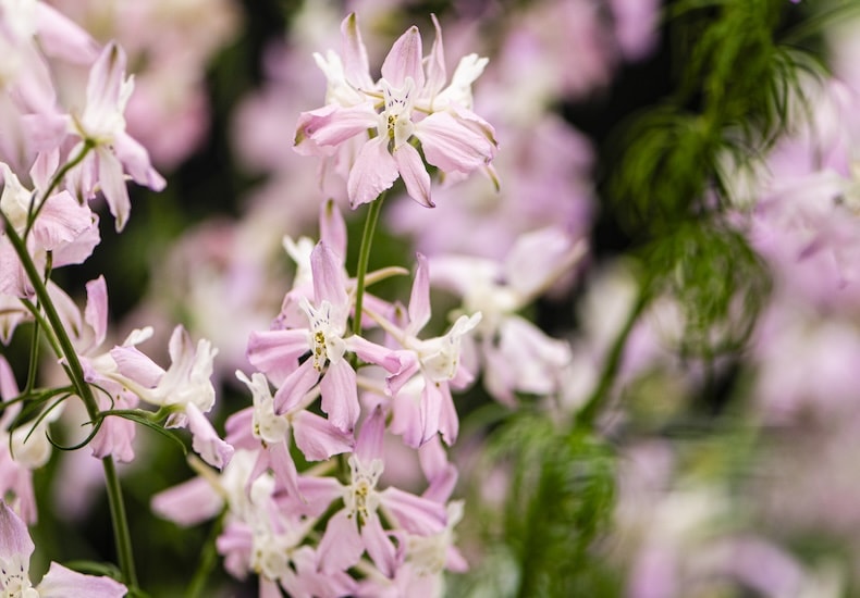 Closeup view of pale pink delphiniums