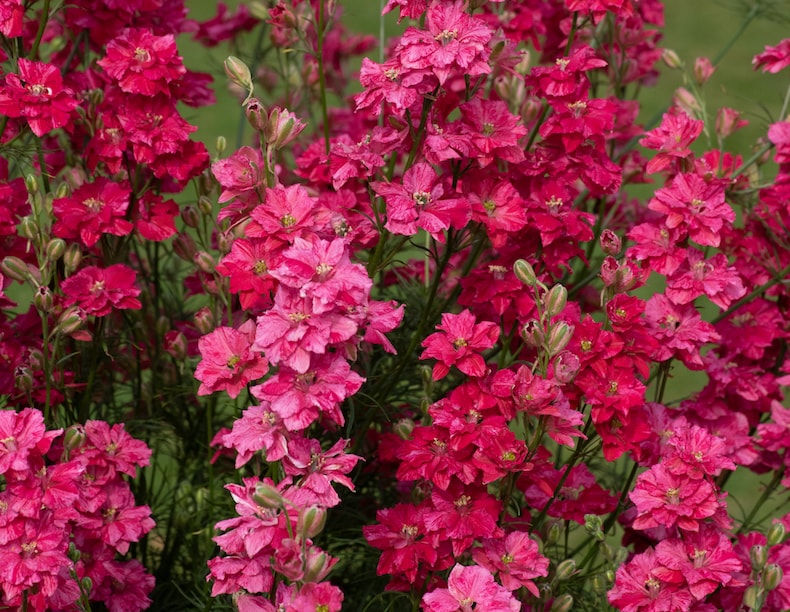 Closeup view of bright pink delphiniums