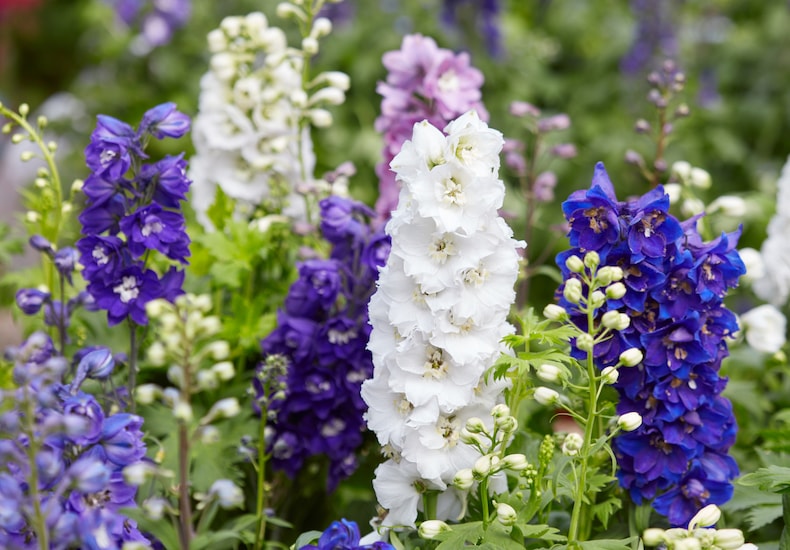 Closeup view of white and purple delphiniums