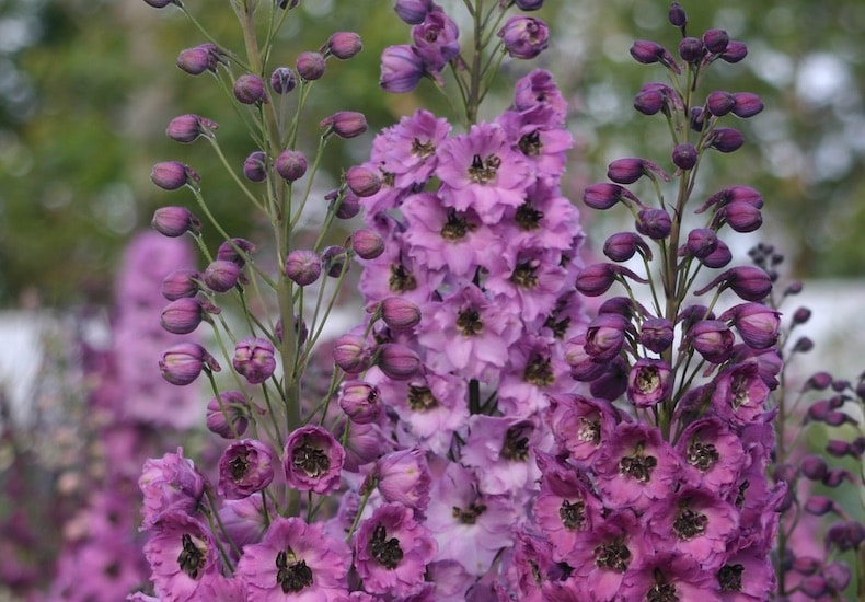 Closeup view of dusky pink delphiniums