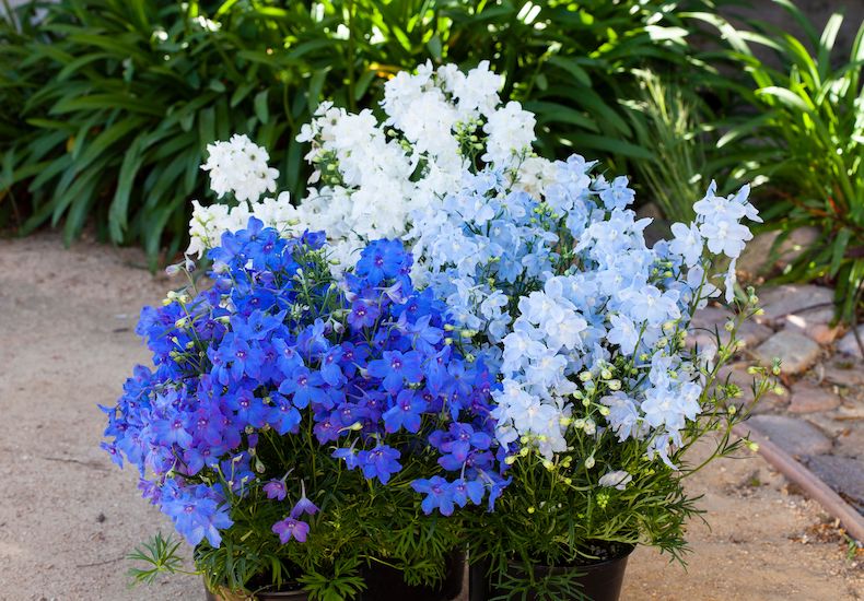 Closeup of view of white and blue delphiniums growing in pots