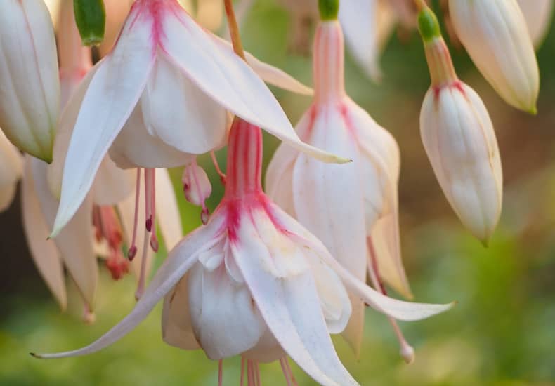 Collection of white fuchsias