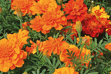 marigold grown from seed
