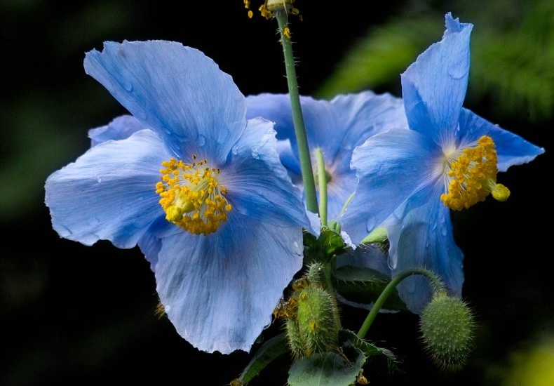 meconopsis bailey blue