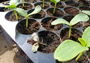 Melon seedling with damping off disease