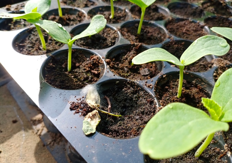 Melon seedling with damping off disease