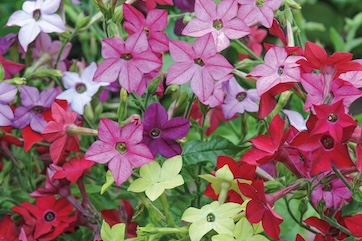 nicotiana grown from seed