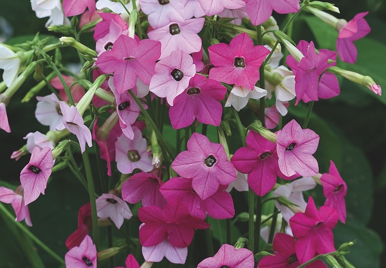 Pink nicotiana flowers