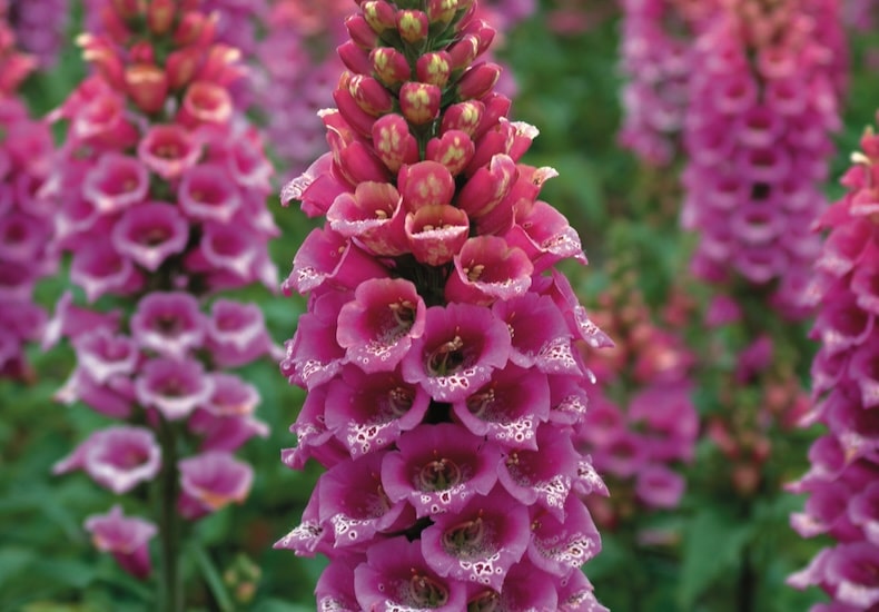foxglove candy mountain