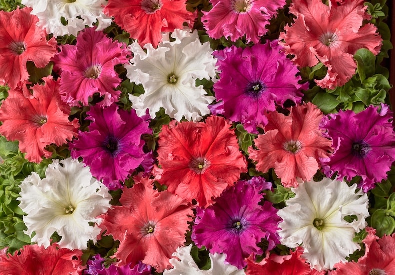Pink, peach and white petunias