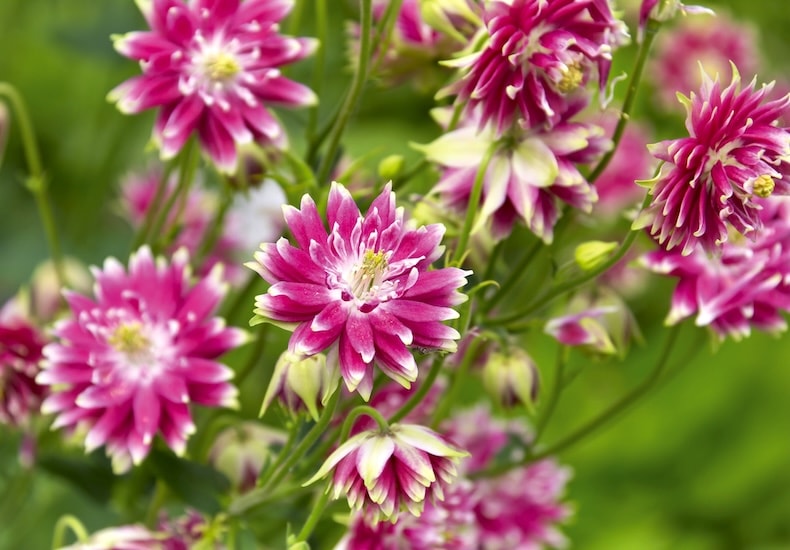 Pink and white tipped aquilegias
