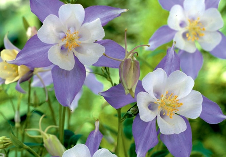 Purple and white aquilegia