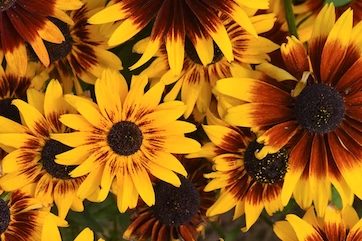 rudbeckia