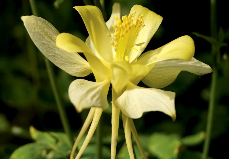 Single yellow aquilegias