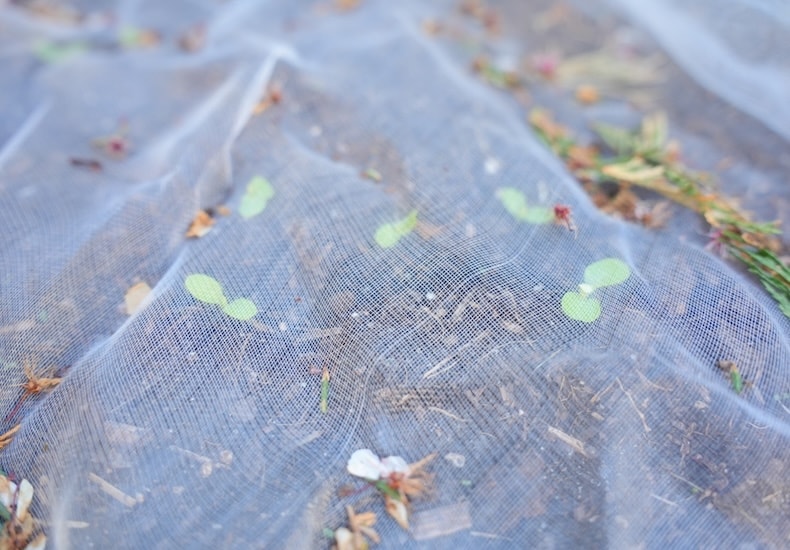 Seedlings under white netting