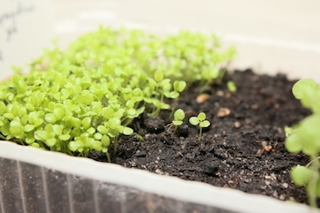handling small seeds