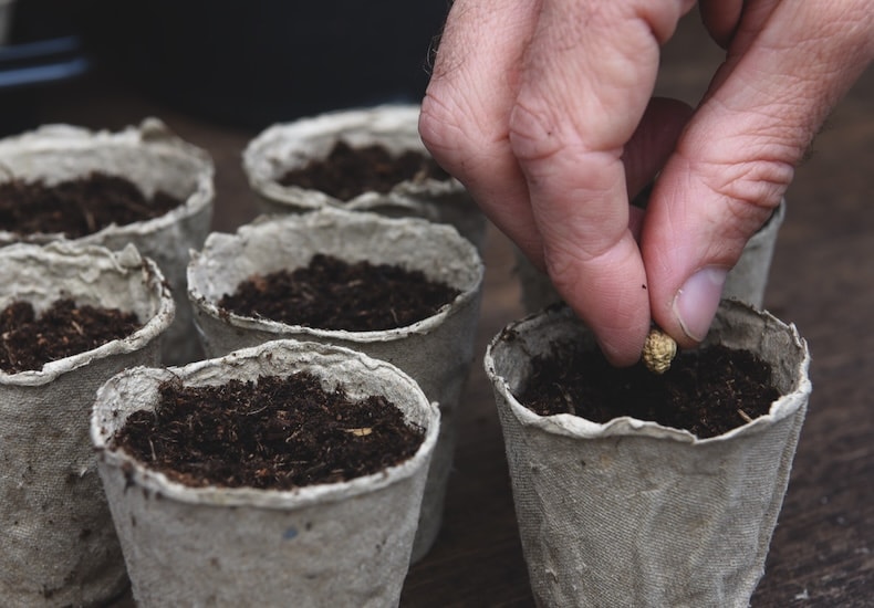 Fibre pots sowing individual seeds
