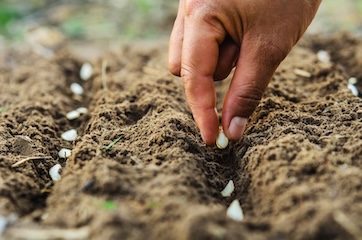 sowing on open ground