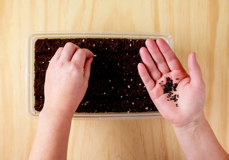 Sowing seeds from palm