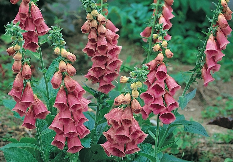 foxglove summer king